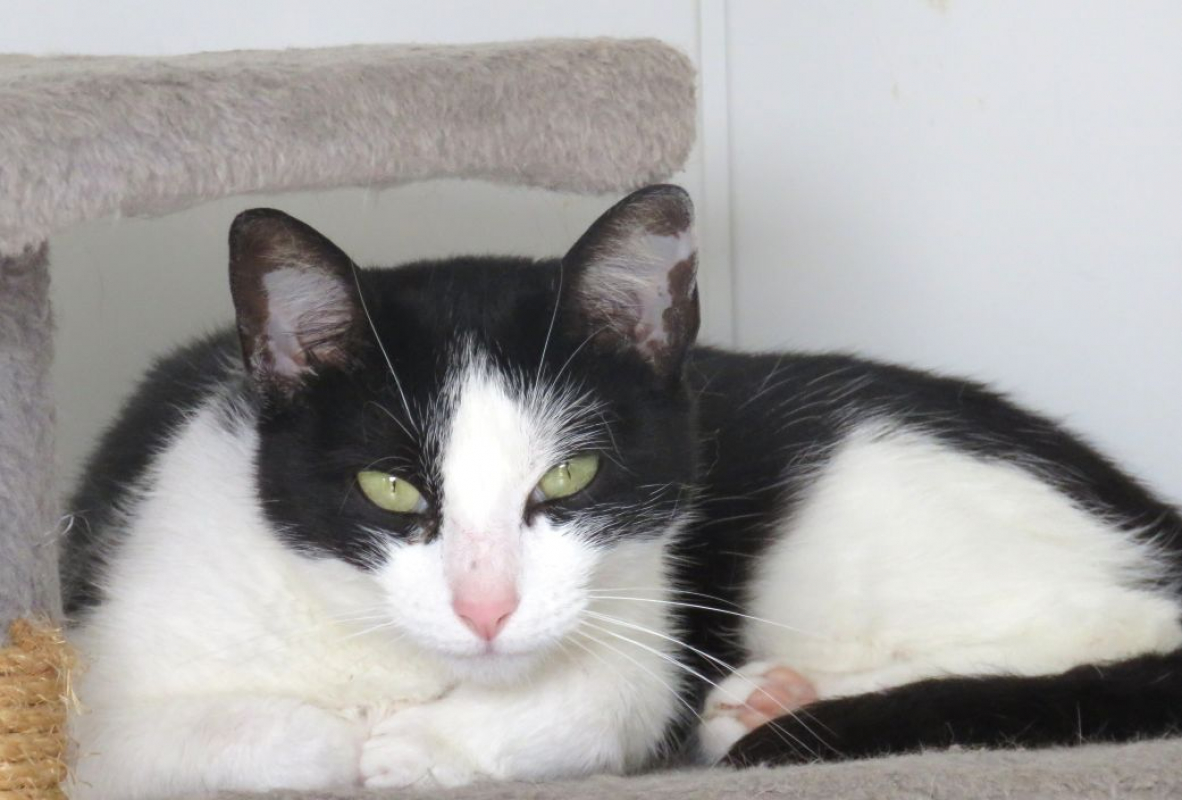 Photo #4 de Trompette