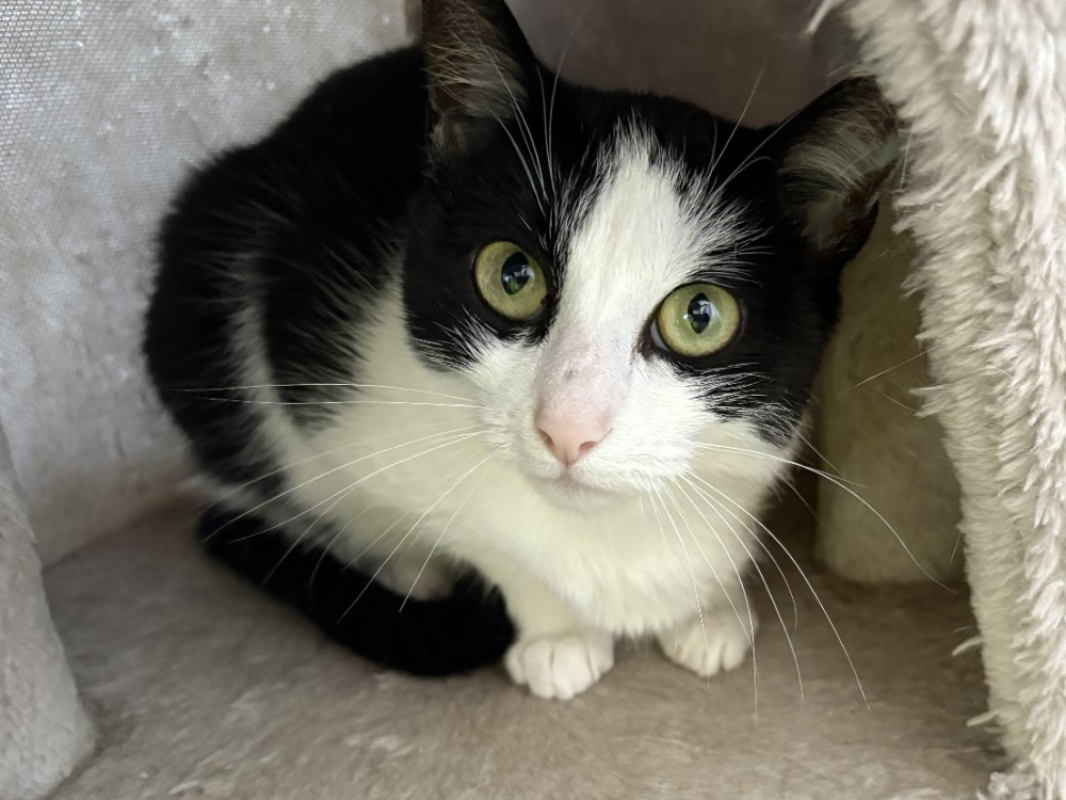 Photo #5 de Trompette