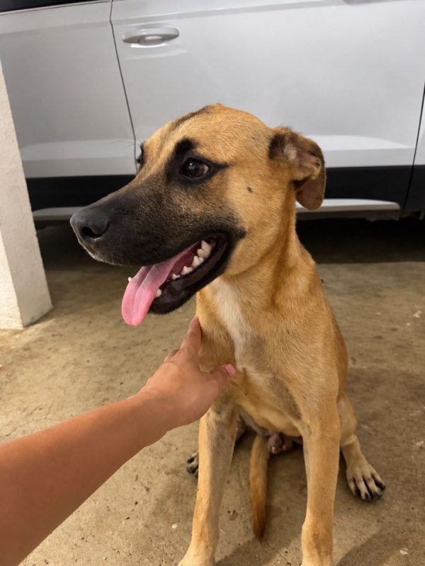 EZIO - Chien à adopter