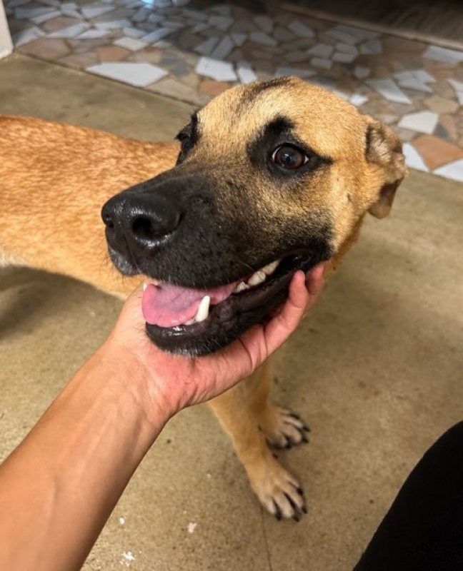 EZIO - Chien à adopter - photo 4