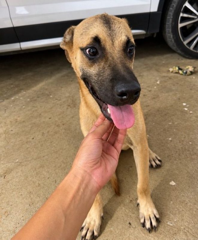 EZIO - Chien à adopter - photo 2