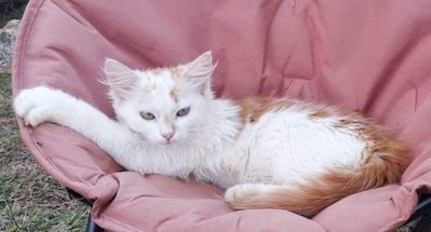 ICE - Chat à adopter - photo 4