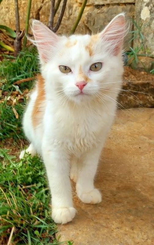 ICE - Chat à adopter - photo 2