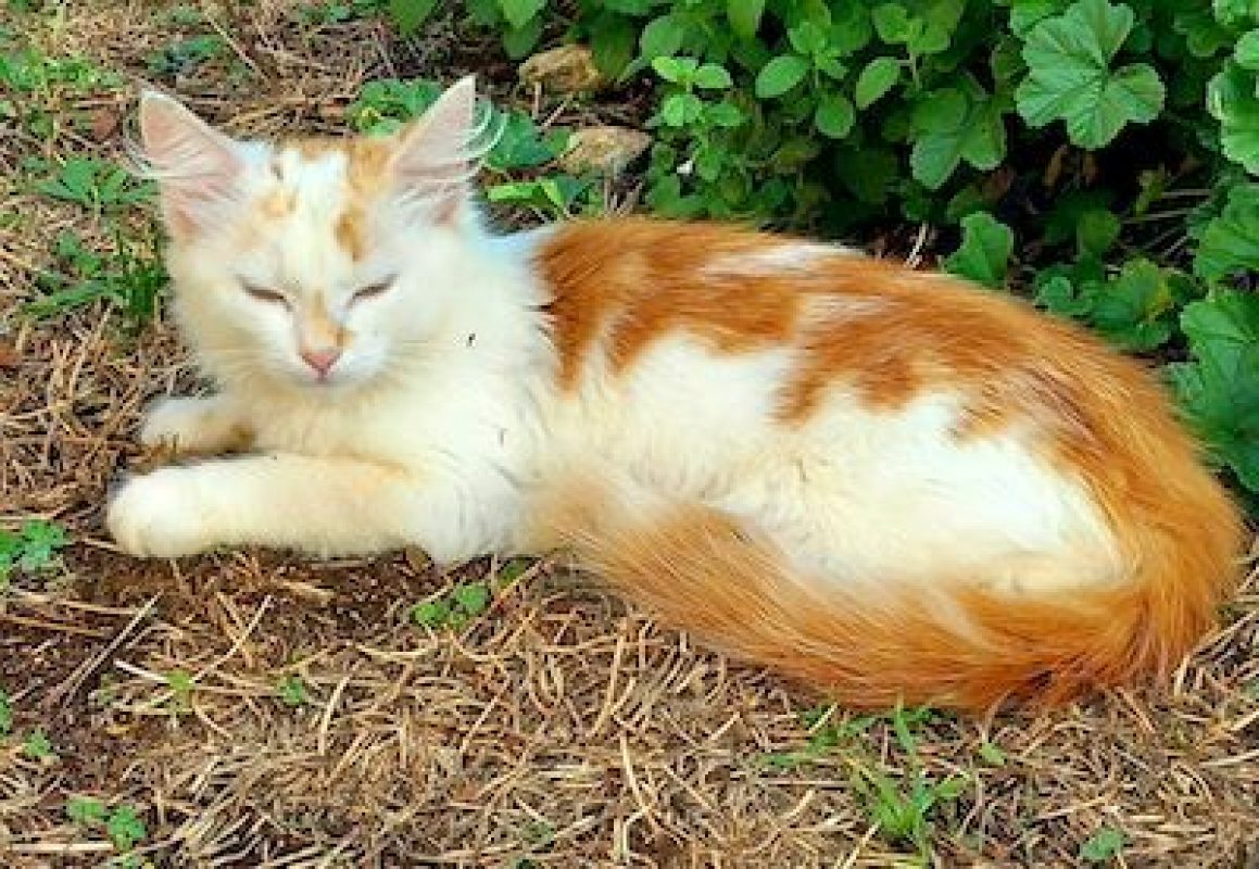 ICE - Chat à adopter - photo 3