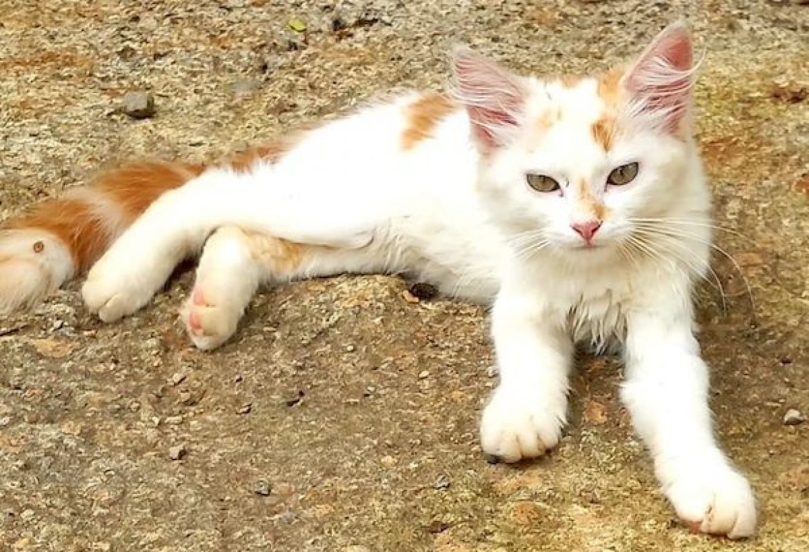ICE - Chat à adopter - photo 5