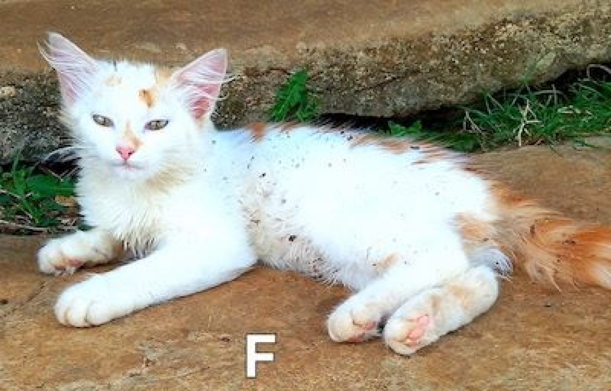 ICE - Chat à adopter