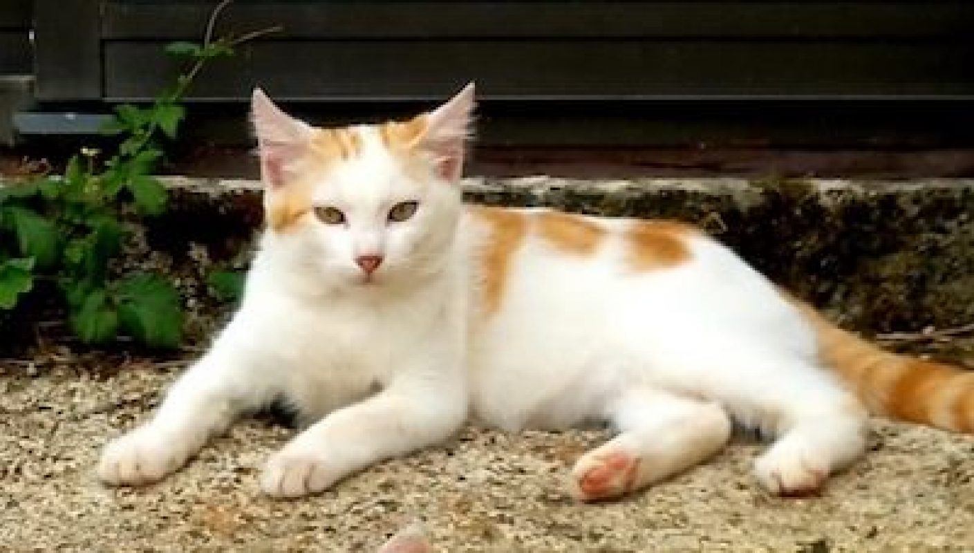 SHADOW - Chat à adopter - photo 2