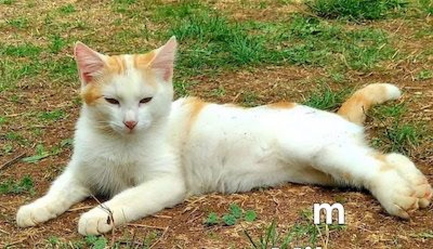 SHADOW - Chat à adopter