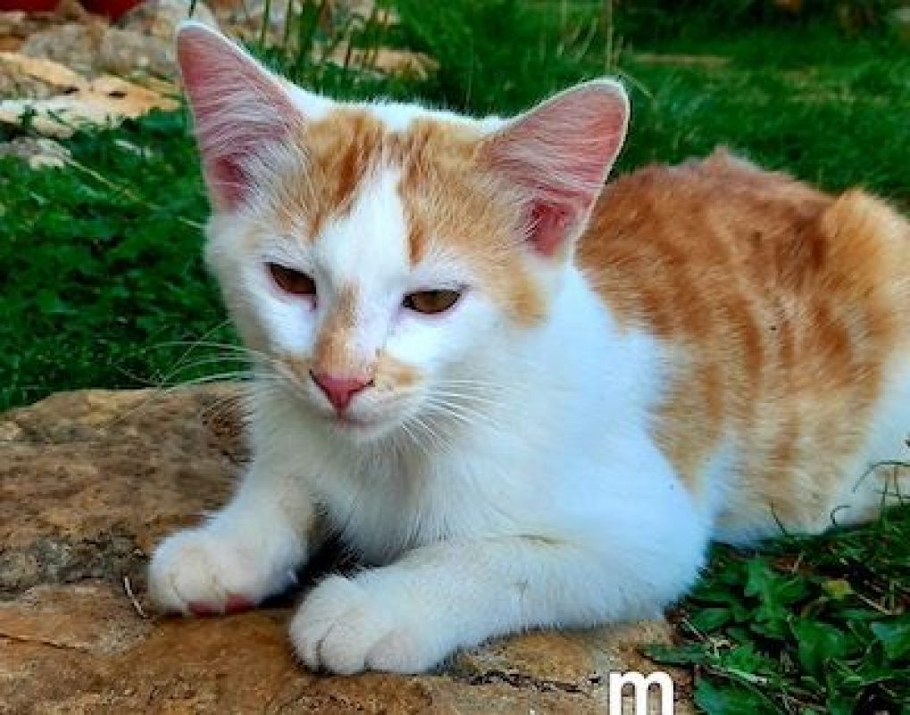 SHERLOCK - Chat à adopter - photo 2