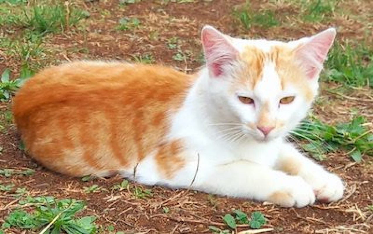 SHERLOCK - Chat à adopter