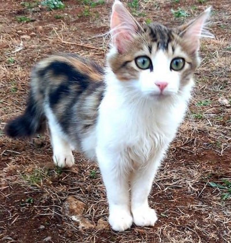 FELIX - Chat à adopter - photo 3
