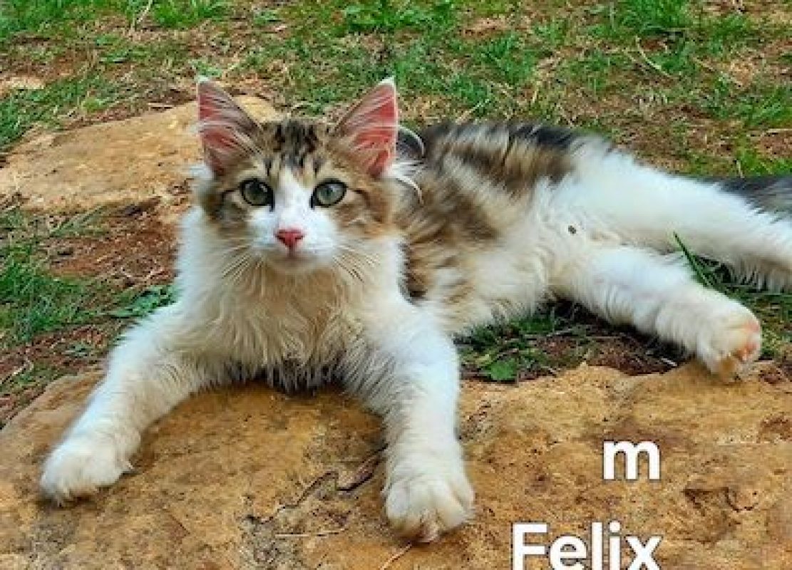 FELIX - Chat à adopter - photo 2