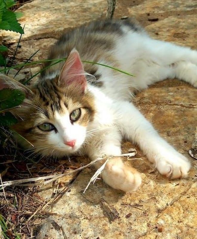 FELIX - Chat à adopter
