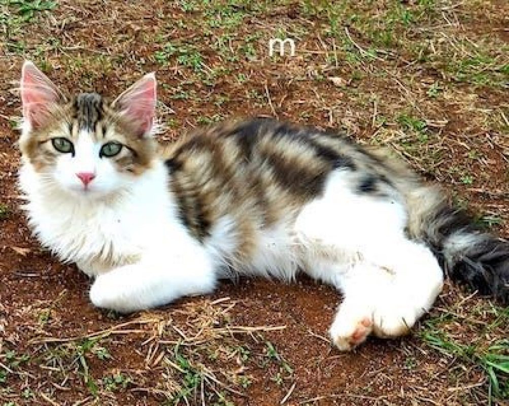 FELIX - Chat à adopter - photo 4