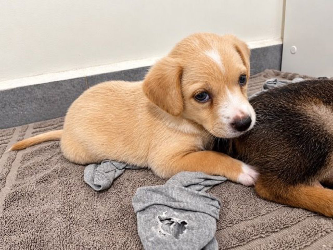 NUBA - Chien à adopter - photo 3