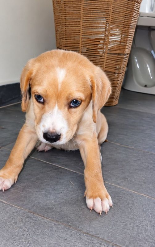 NUBA - Chien à adopter - photo 4