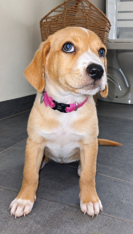 NUBA - Chien à adopter - photo 2