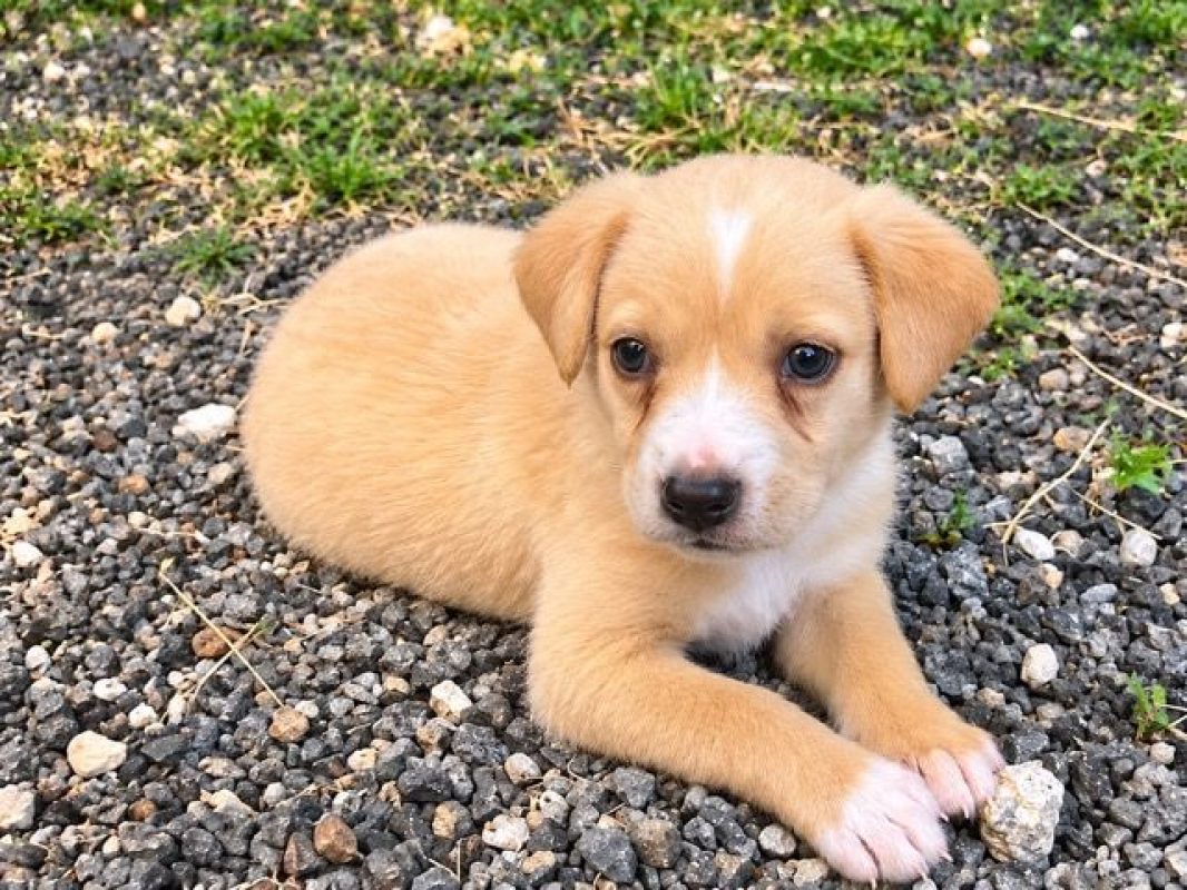 NUBA - Chien à adopter