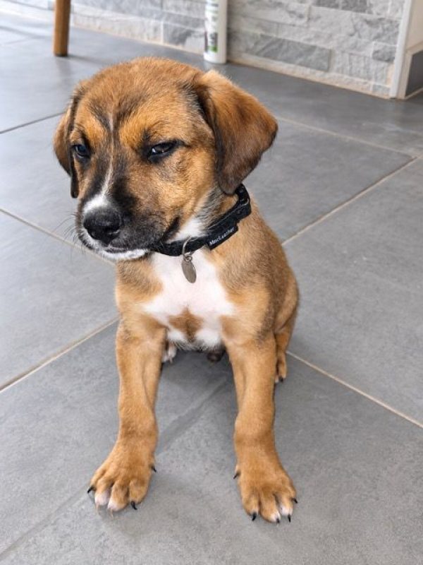 SIMBA - Chien à adopter