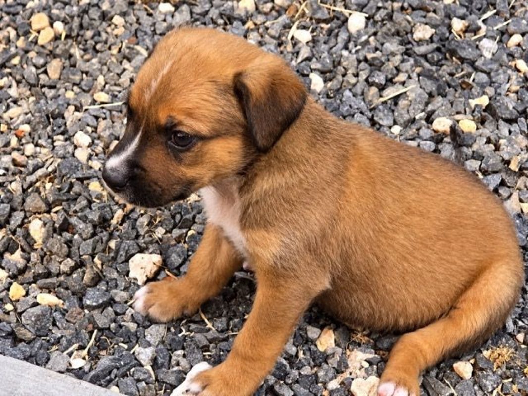 SIMBA - Chien à adopter - photo 3