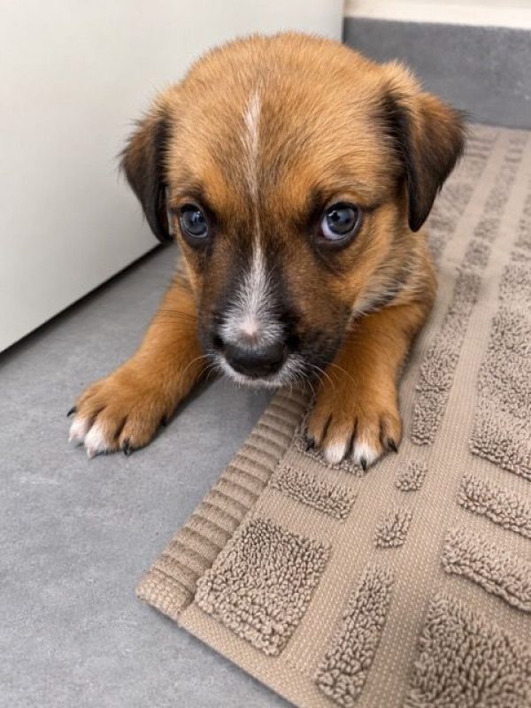 SIMBA - Chien à adopter - photo 4