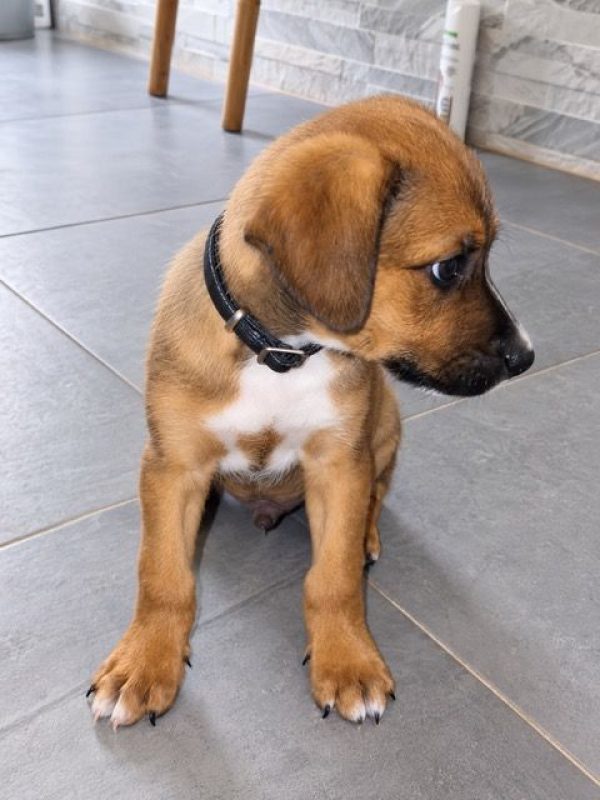 SIMBA - Chien à adopter - photo 2