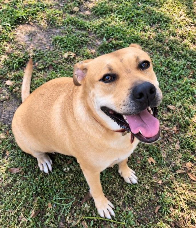 TÉA - Chien à adopter - photo 3