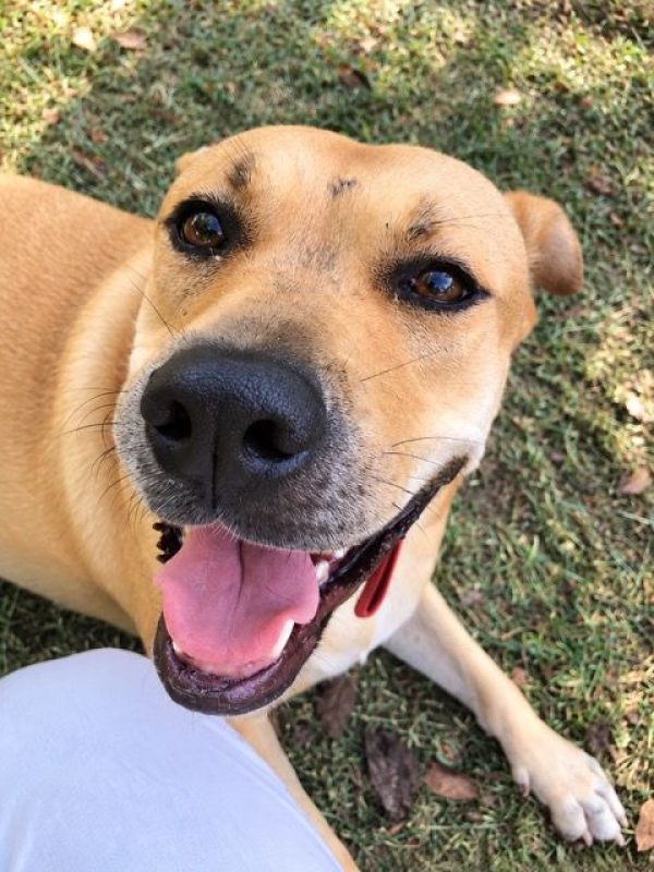 TÉA - Chien à adopter - photo 5
