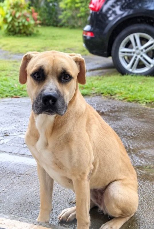 TÉA - Chien à adopter