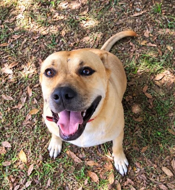 TÉA - Chien à adopter - photo 6