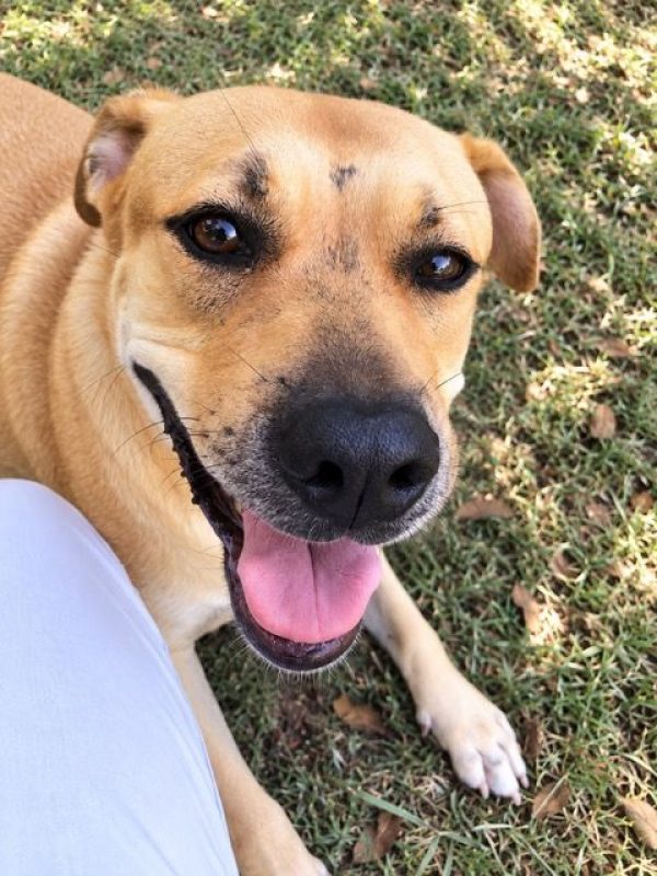 TÉA - Chien à adopter - photo 2