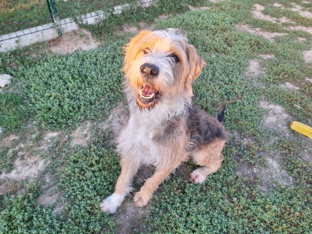 Stitch - Chien à adopter