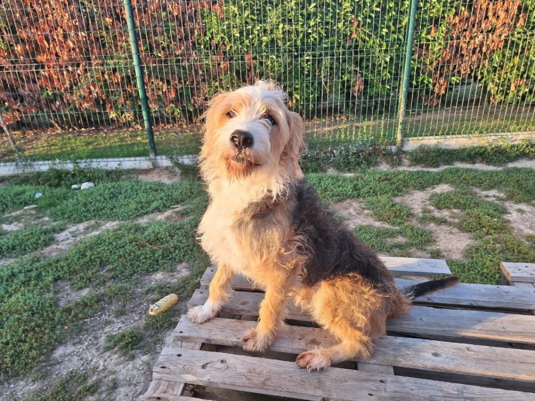 Stitch - Chien à adopter - photo 2
