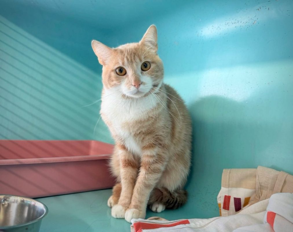 Bankole - Chat Européen à adopter