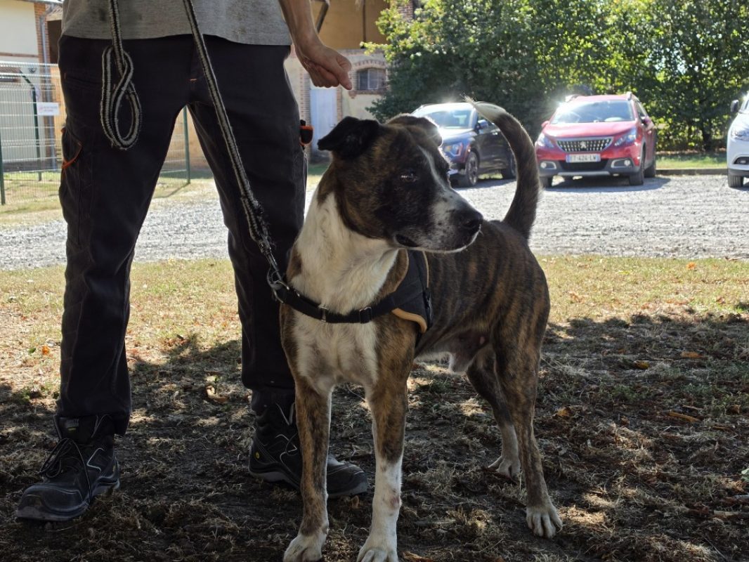 Pipette - Chien à adopter - photo 2