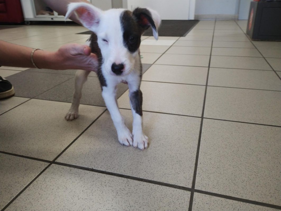 Bella - Chien Border Collie à adopter