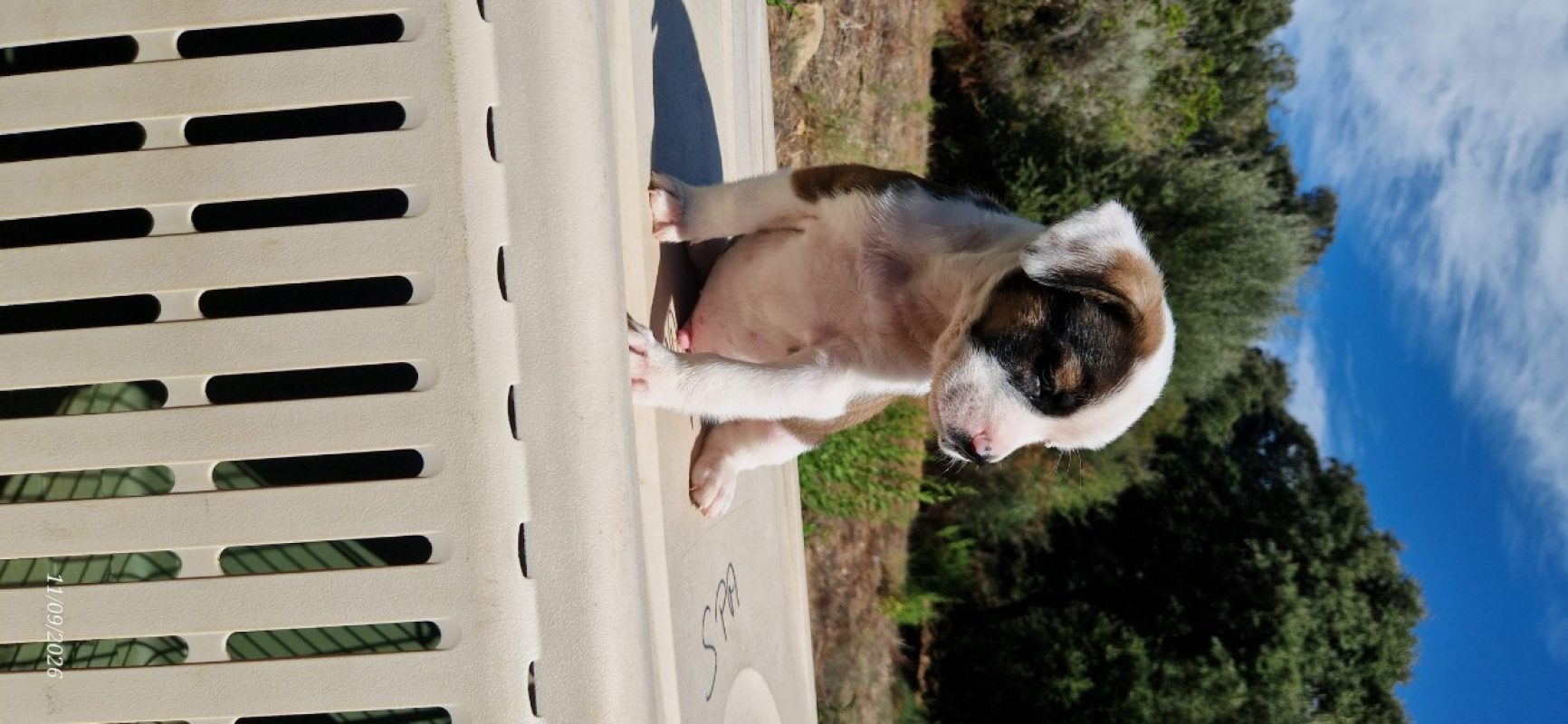 Ryu - Chien à adopter