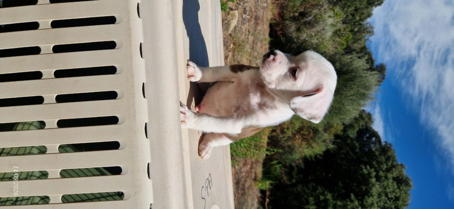 Ryu - Chien à adopter - photo 3
