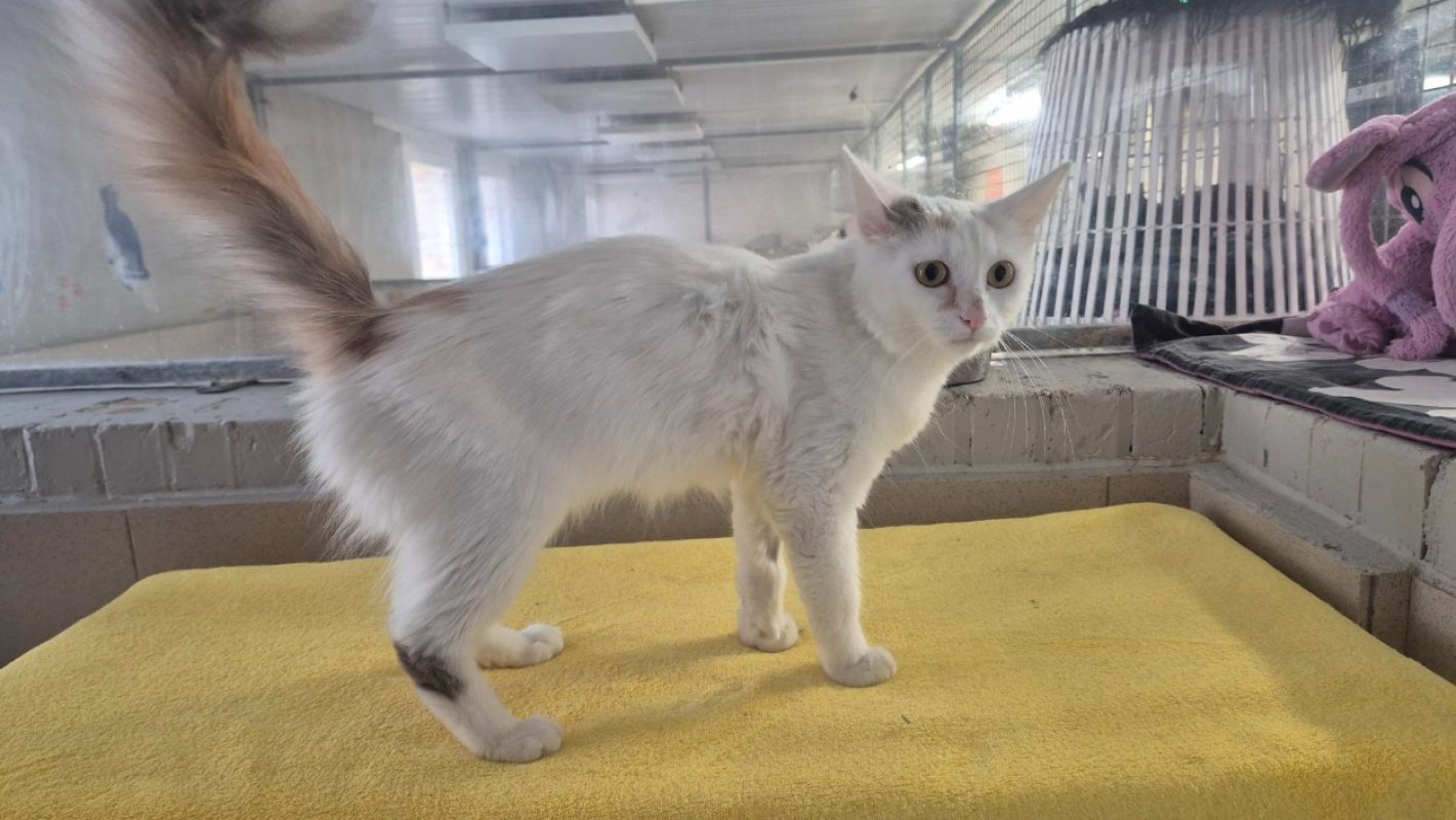 Gothel - Chat Européen à adopter