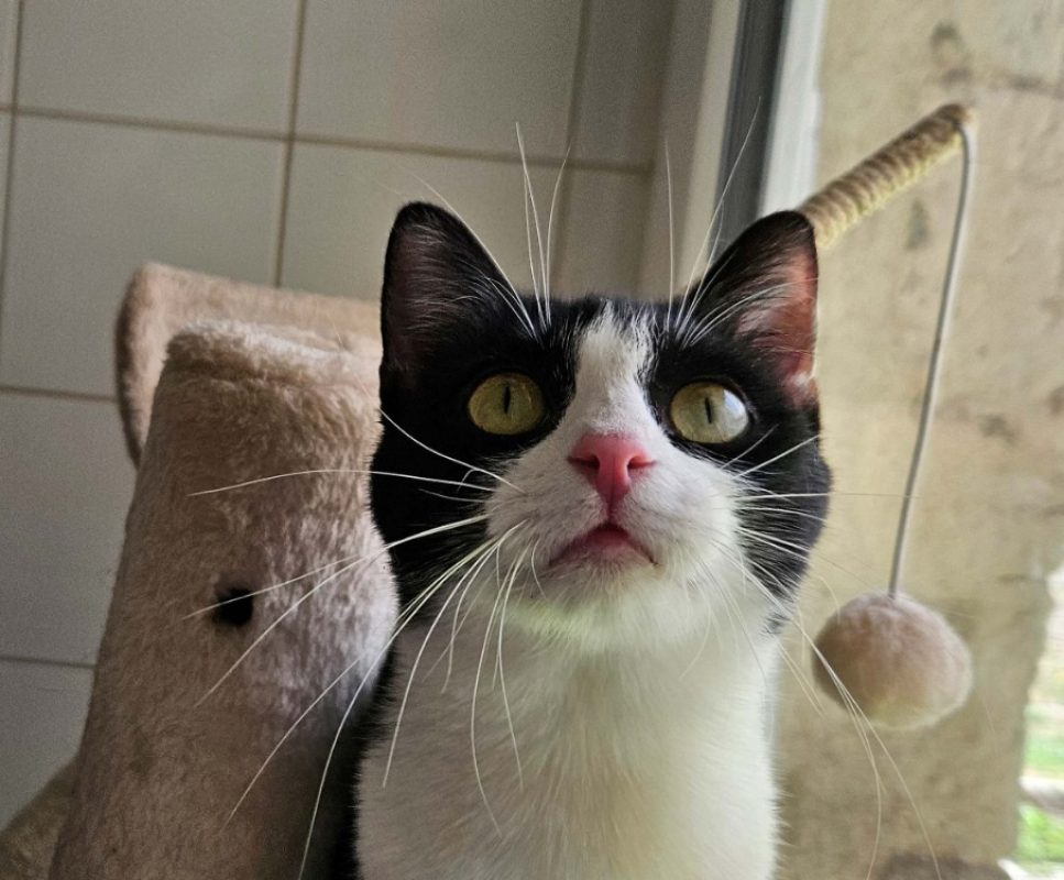 Cracotte - Chat Européen à adopter