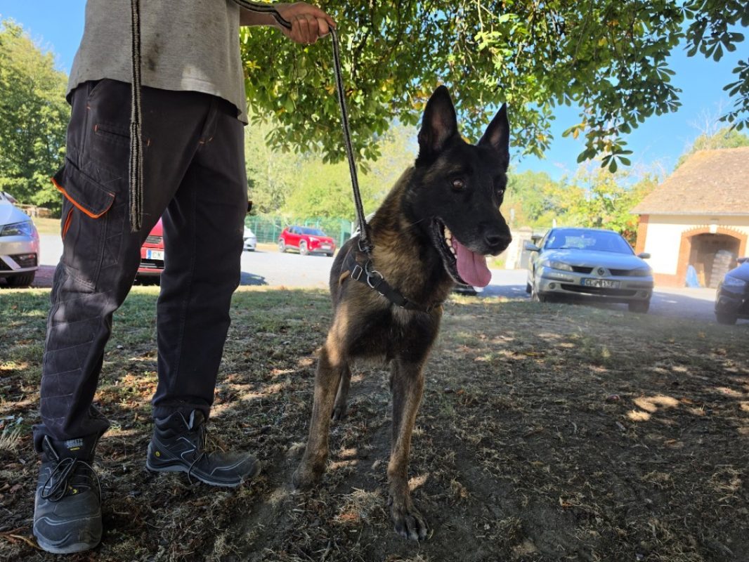 Pablo - Chien Berger Belge Malinois à adopter