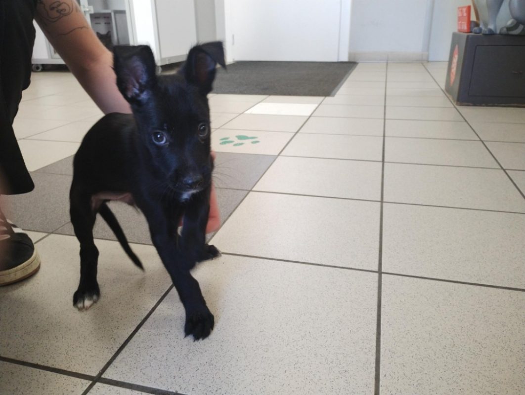 Bandit - Chien Border Collie à adopter