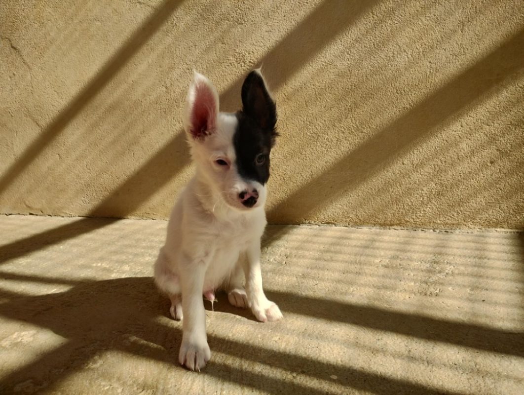 Bali - Chien Border Collie à adopter