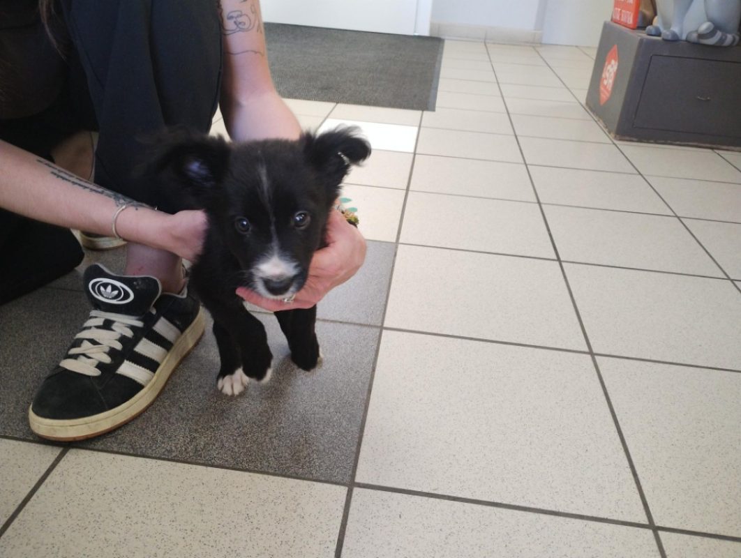 Gandja - Chien Border Collie à adopter
