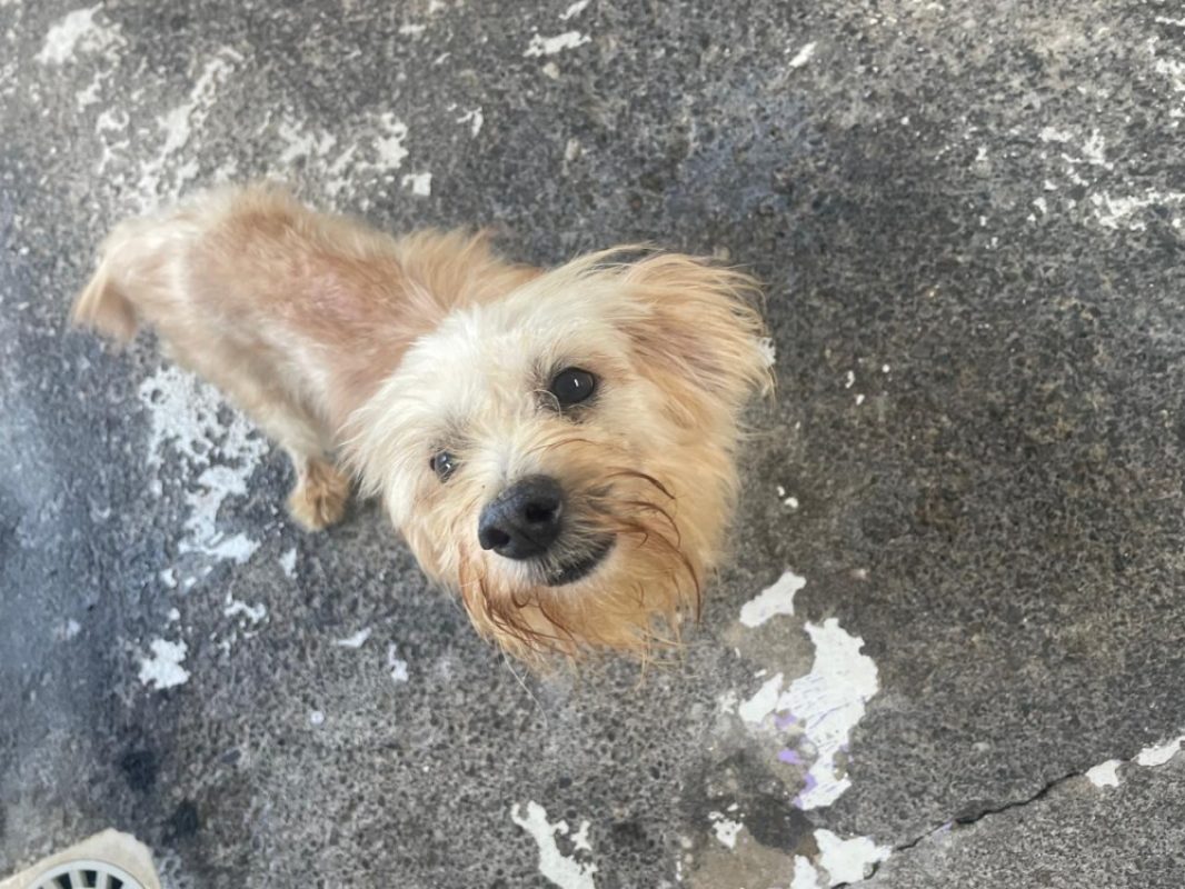 Fergus - Chien à adopter