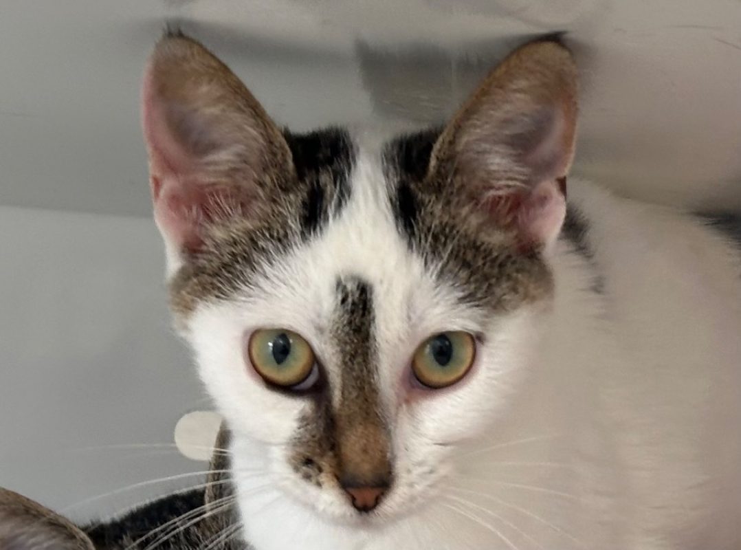 Neige - Chat Européen à adopter