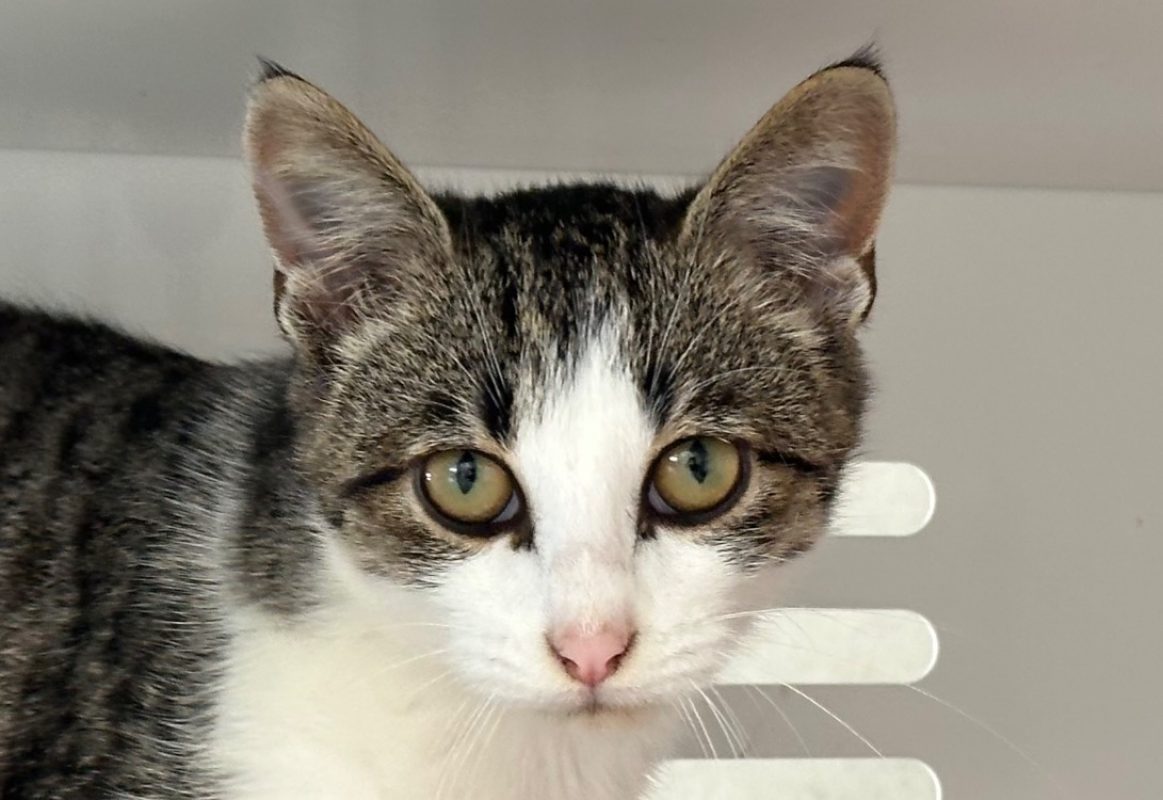 Nash - Chat Européen à adopter