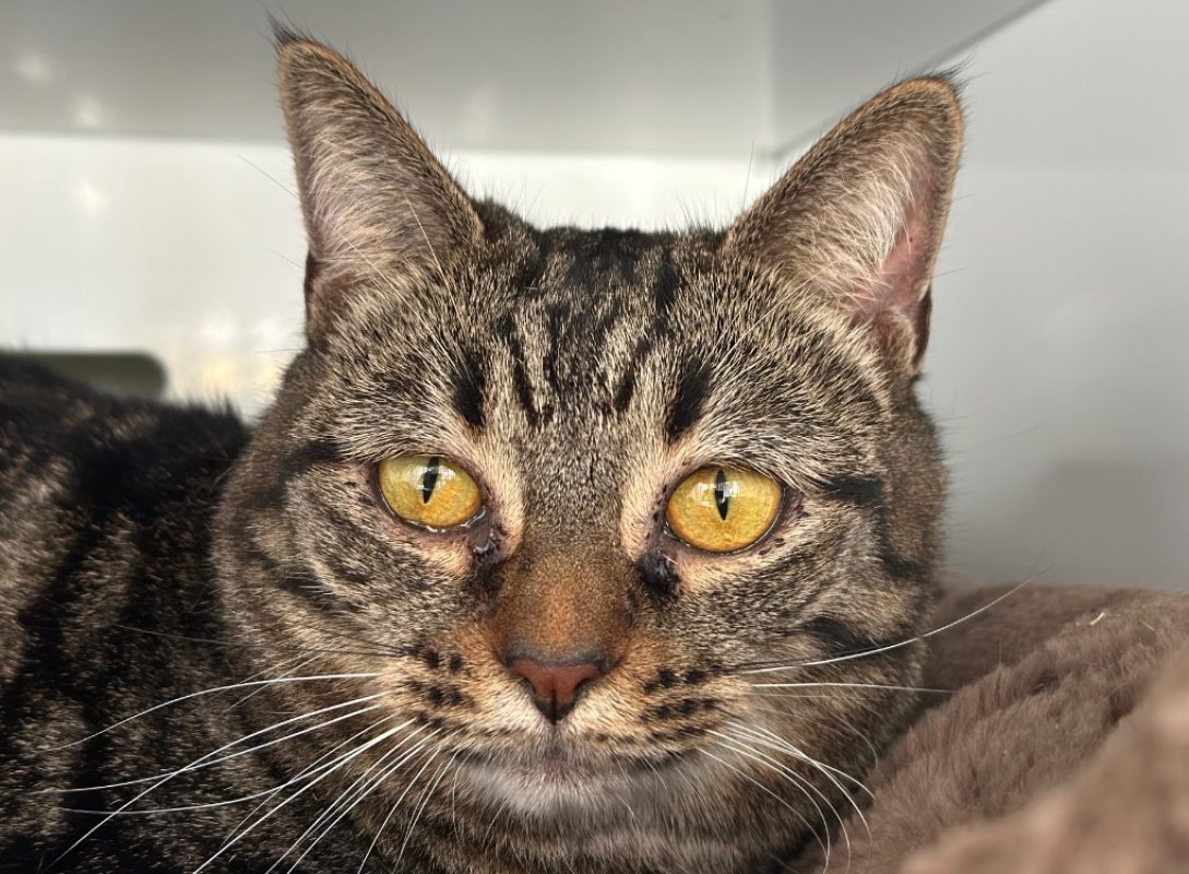 Pira - Chat Européen à adopter