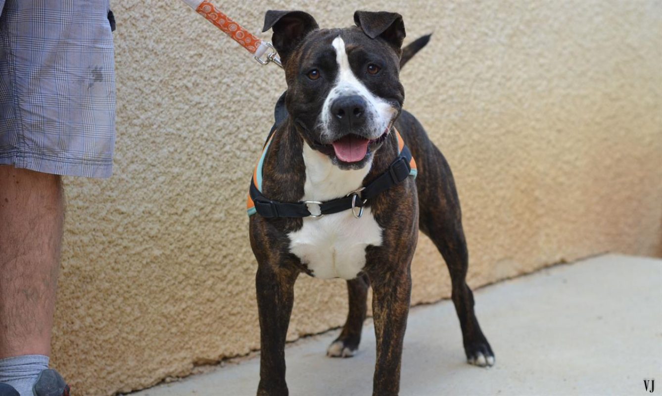 Tikaf - Chien à adopter - photo 2