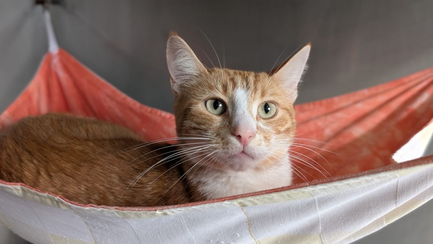 Yuko - Chat Européen à adopter